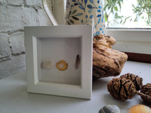 NEW- nature finds. Framed bits and bobs I find as I walk and pray.