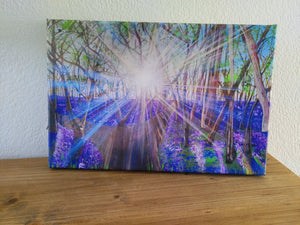 Canvas print of 'Welcome bluebells.'