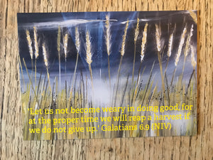 Postcards of encouragement: Good seed sown