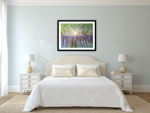 Welcome bluebells- limited edition prints